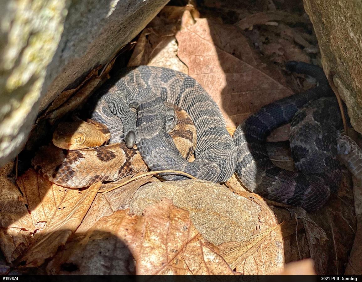 Timber Rattlesnake