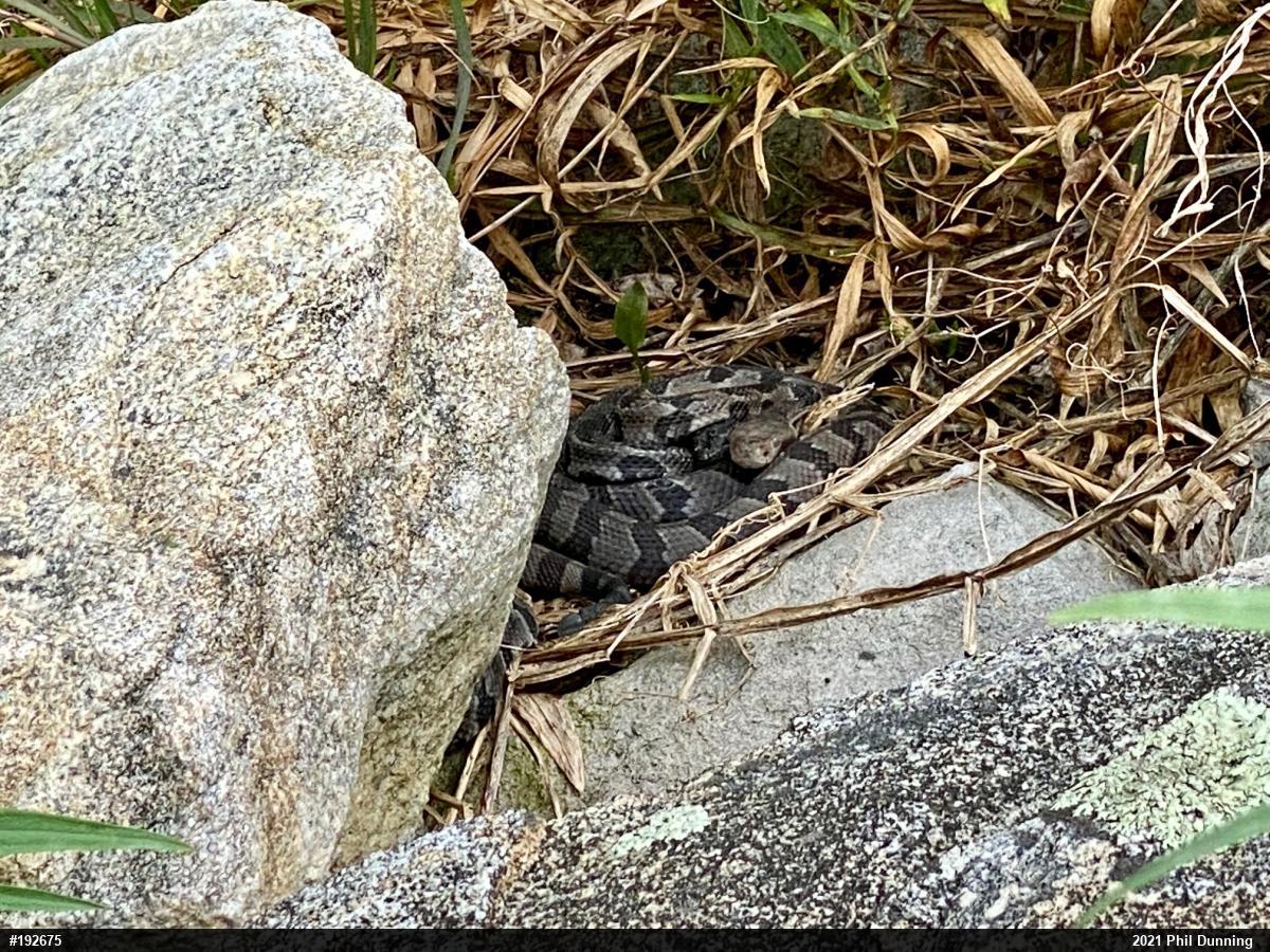 Timber Rattlesnake