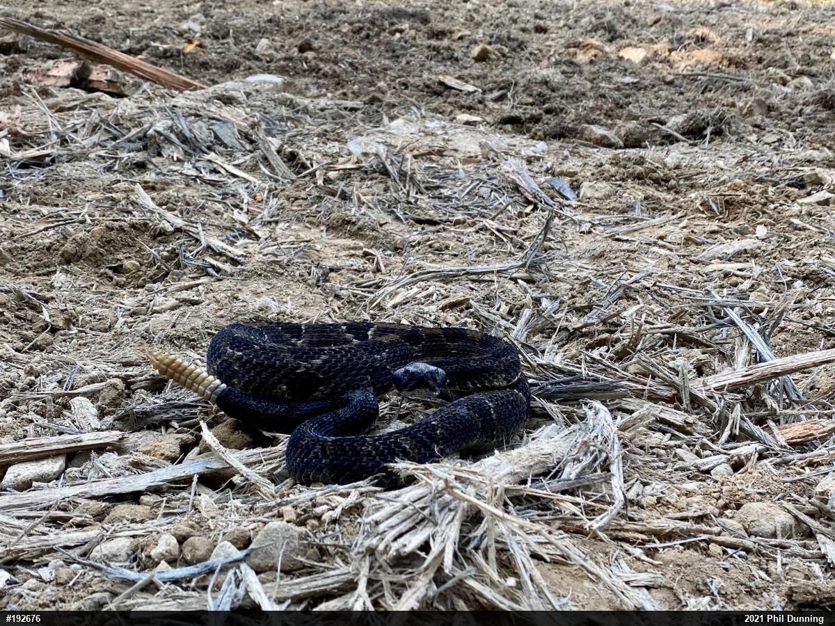 Timber Rattlesnake