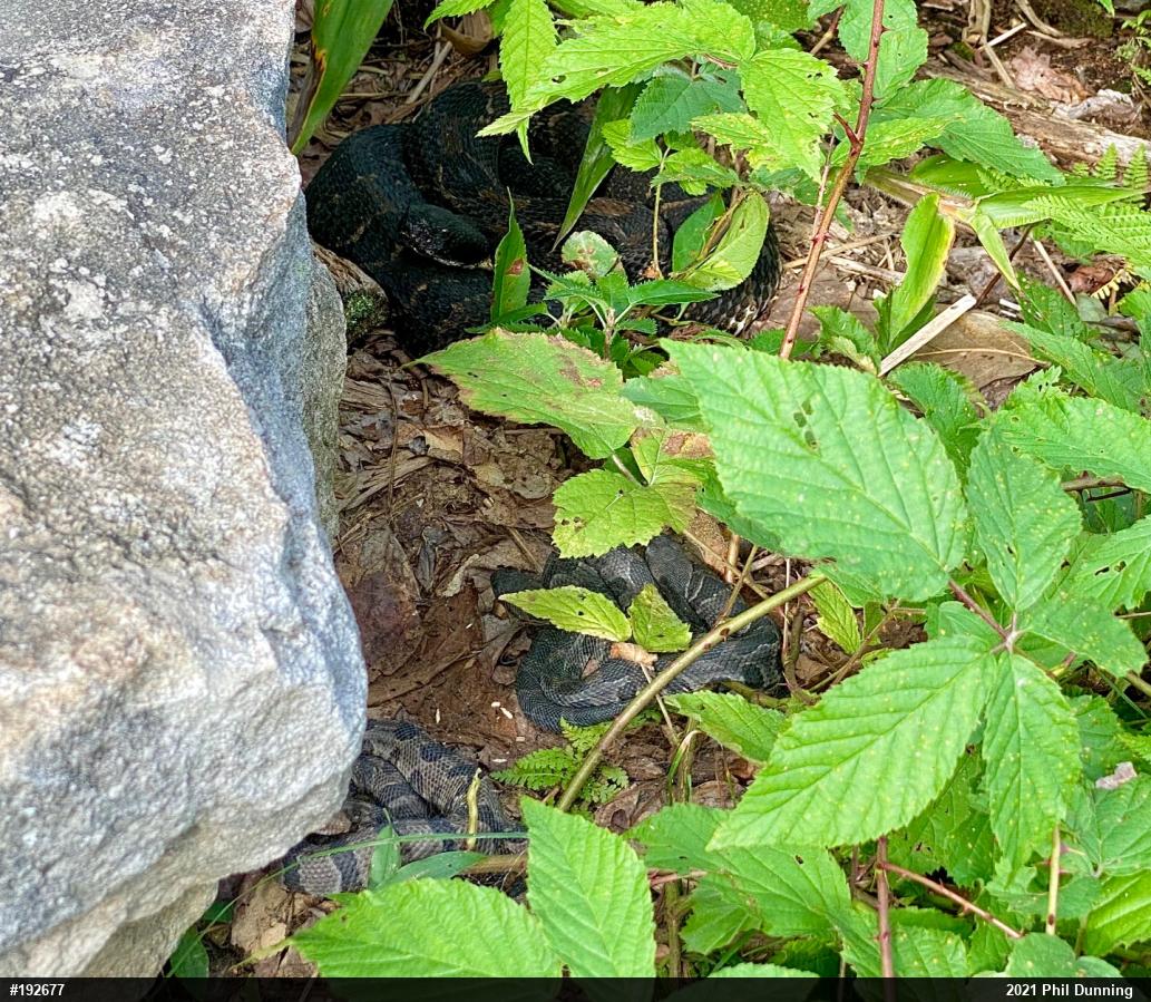 Timber Rattlesnake