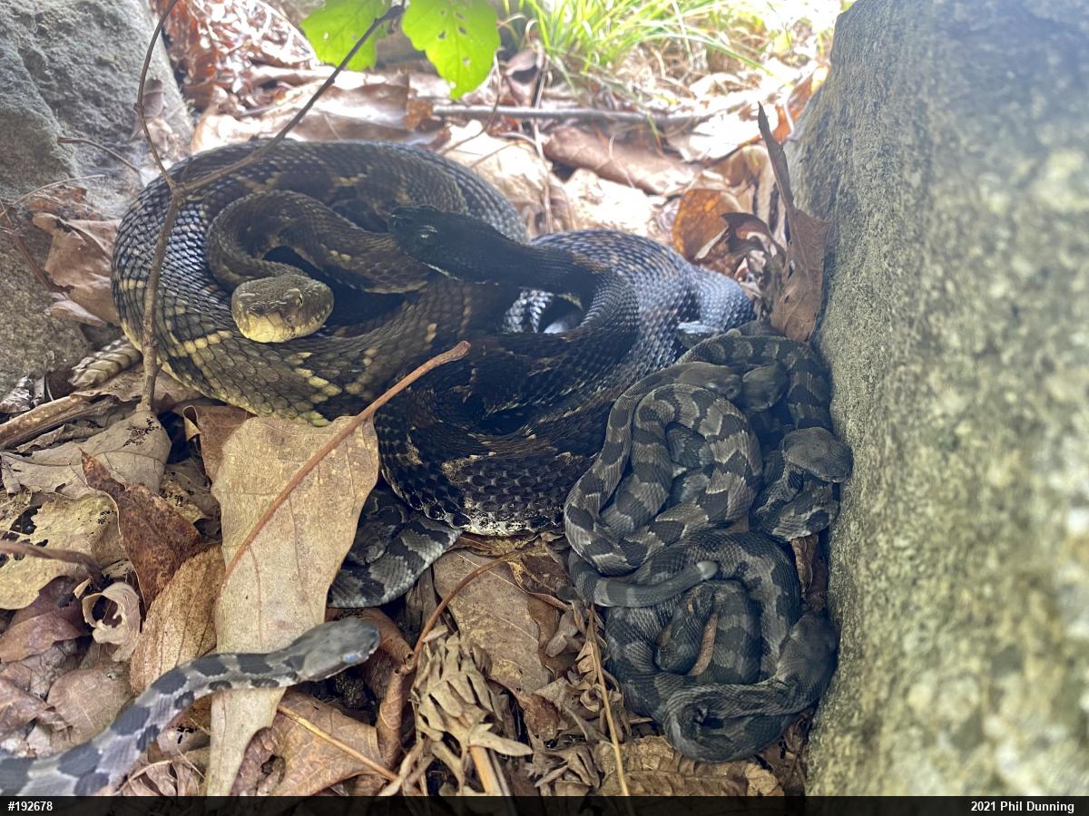 Timber Rattlesnake