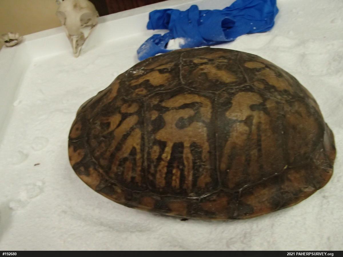 Eastern Box Turtle