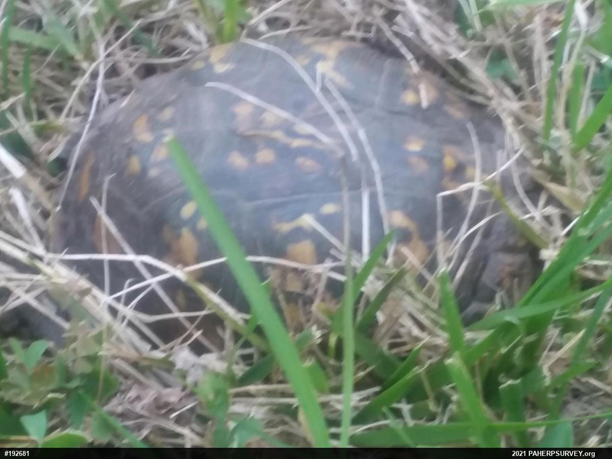 Eastern Box Turtle