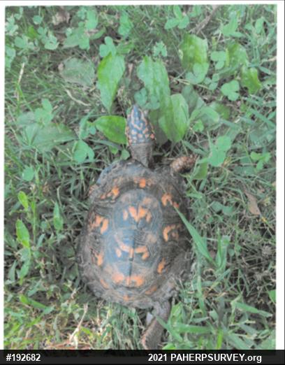 Eastern Box Turtle
