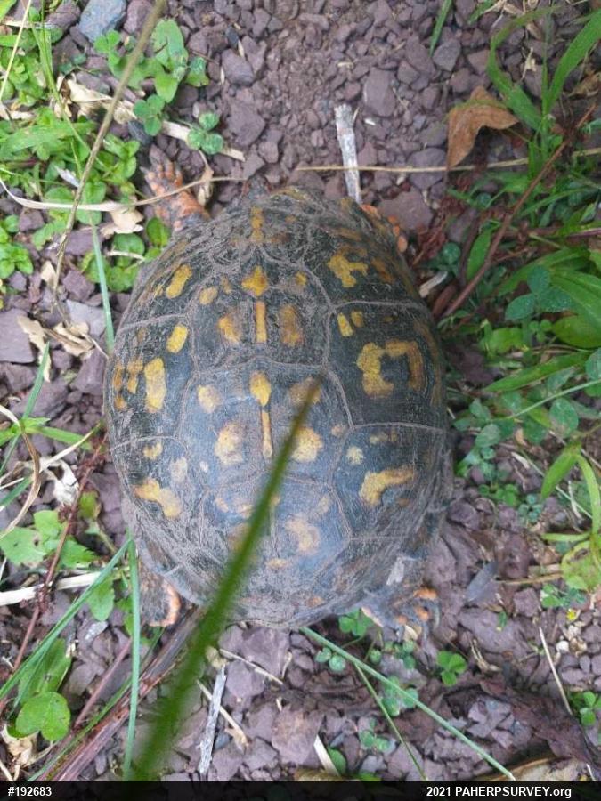 Eastern Box Turtle