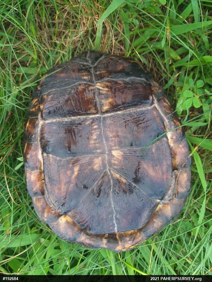 Eastern Box Turtle