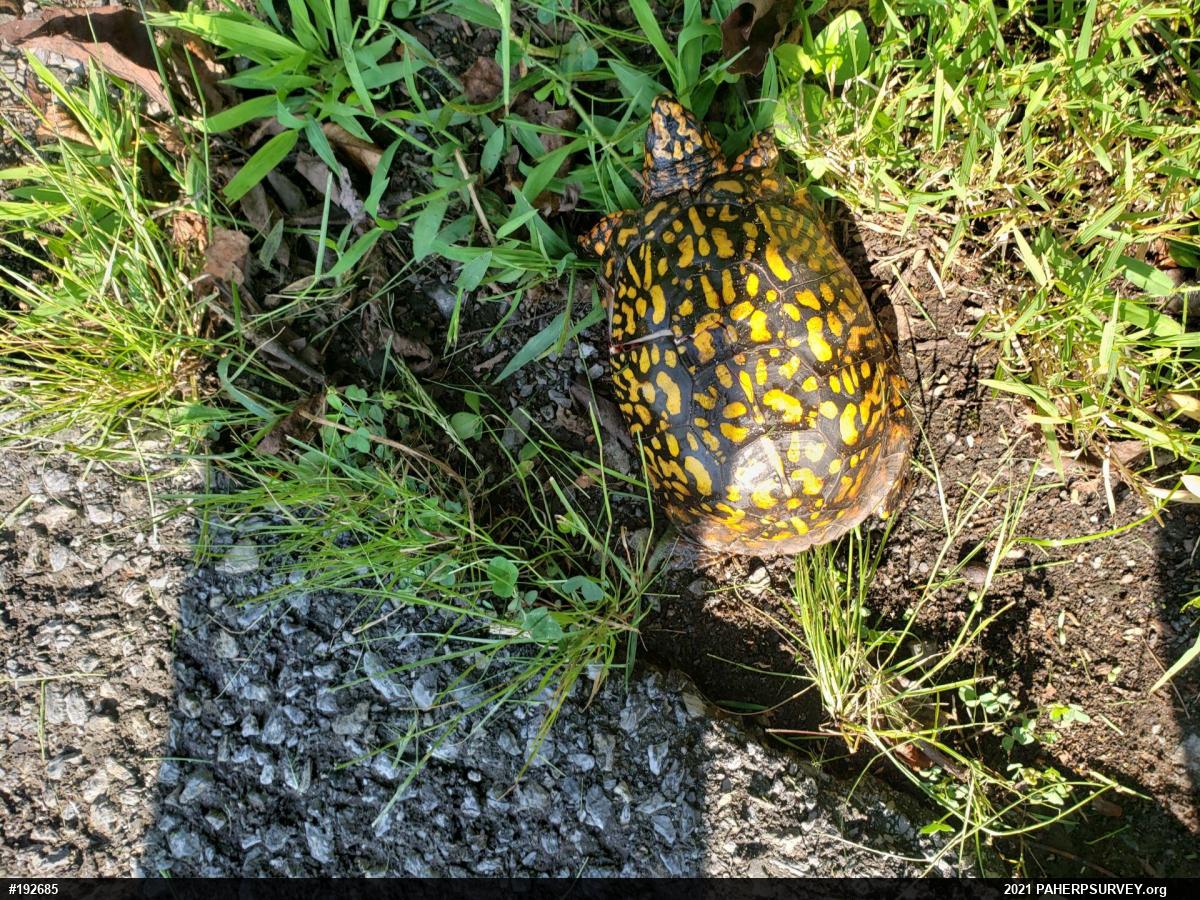 Eastern Box Turtle