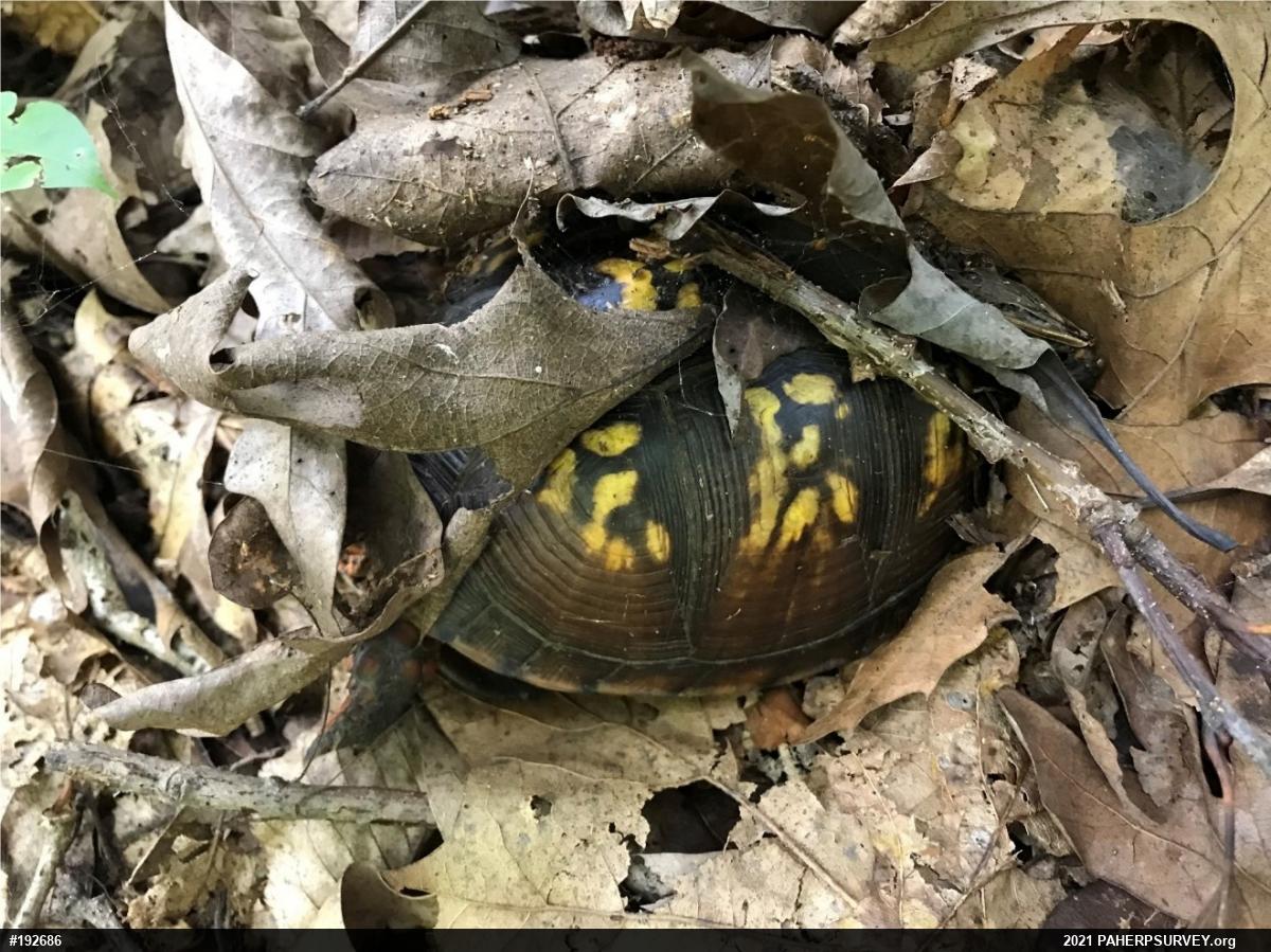 Eastern Box Turtle