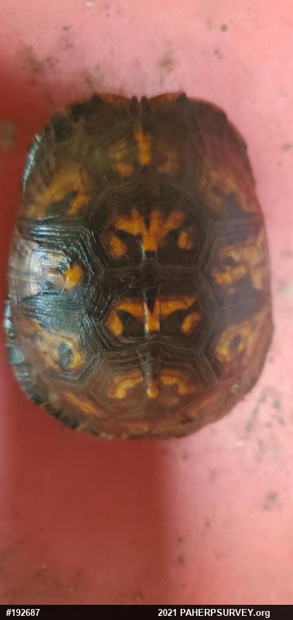 Eastern Box Turtle