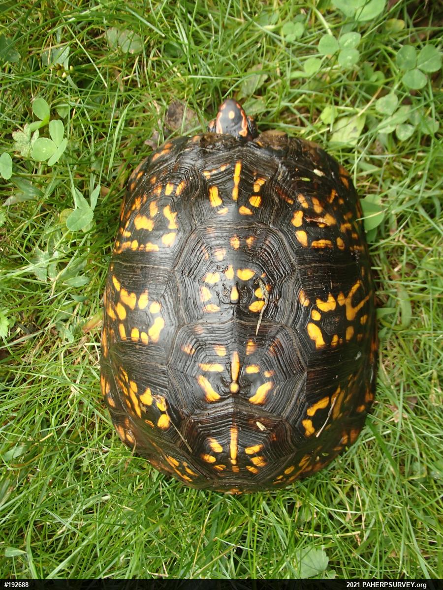 Eastern Box Turtle