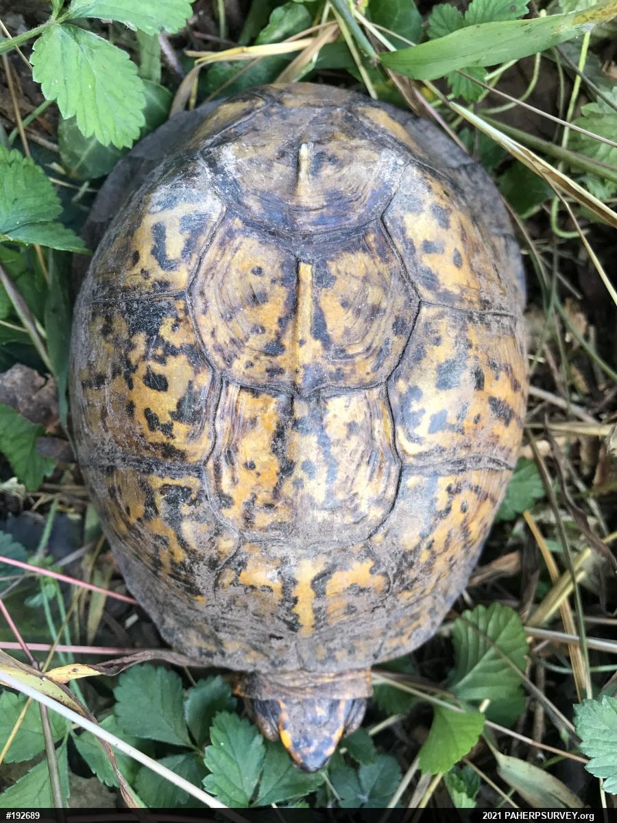 Eastern Box Turtle