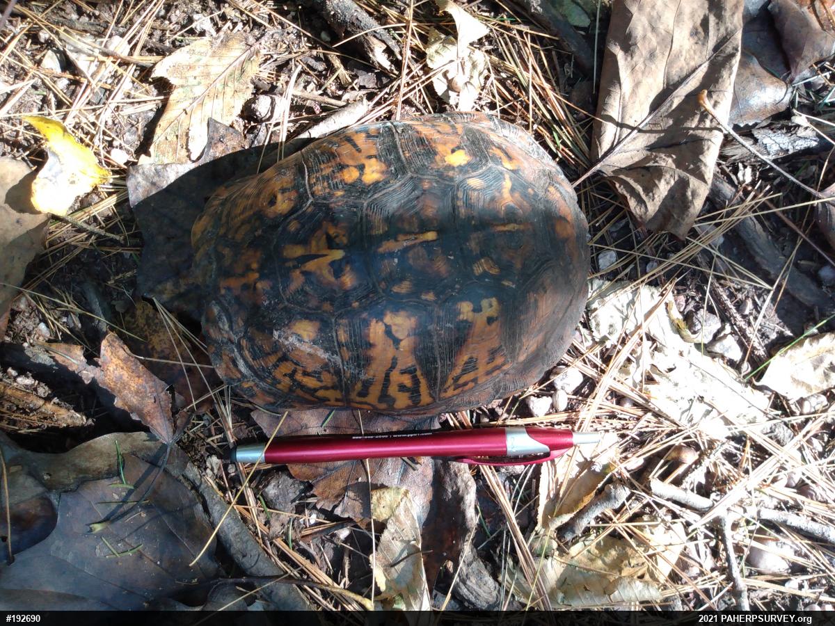 Eastern Box Turtle