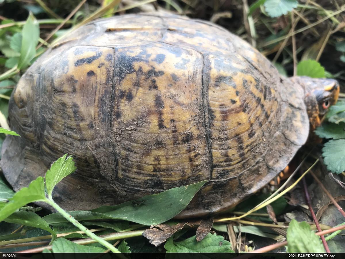 Eastern Box Turtle