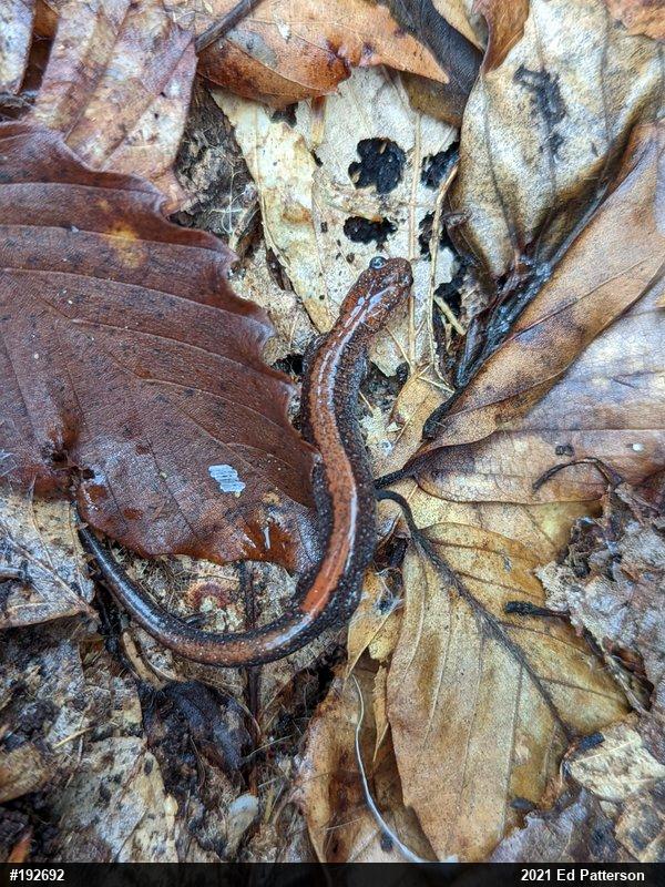 Eastern Red-backed  Salamander