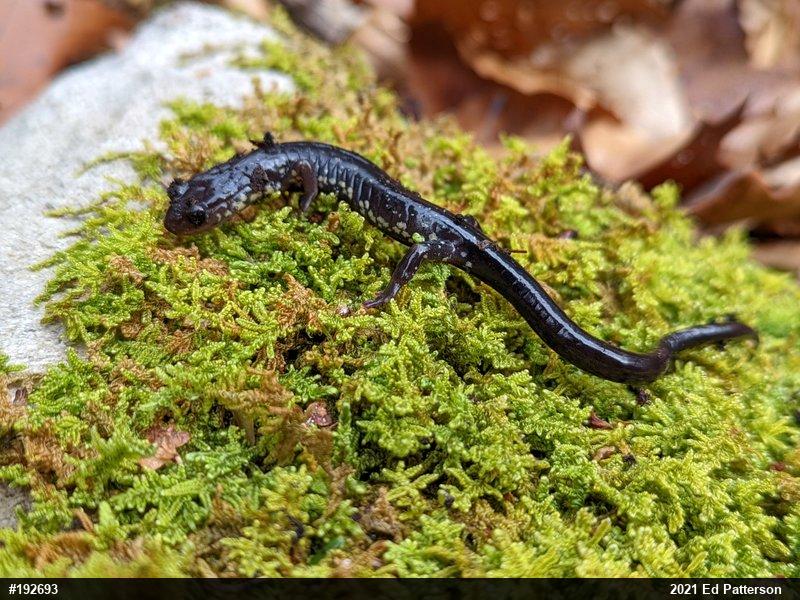 Wehrle's Salamander
