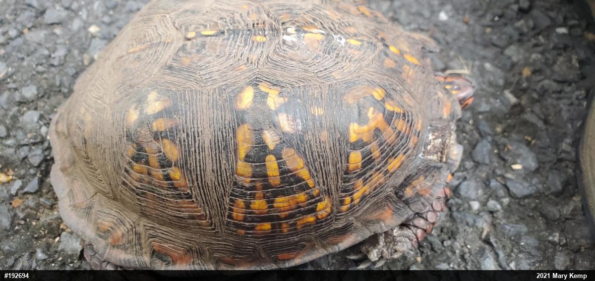 Eastern Box Turtle