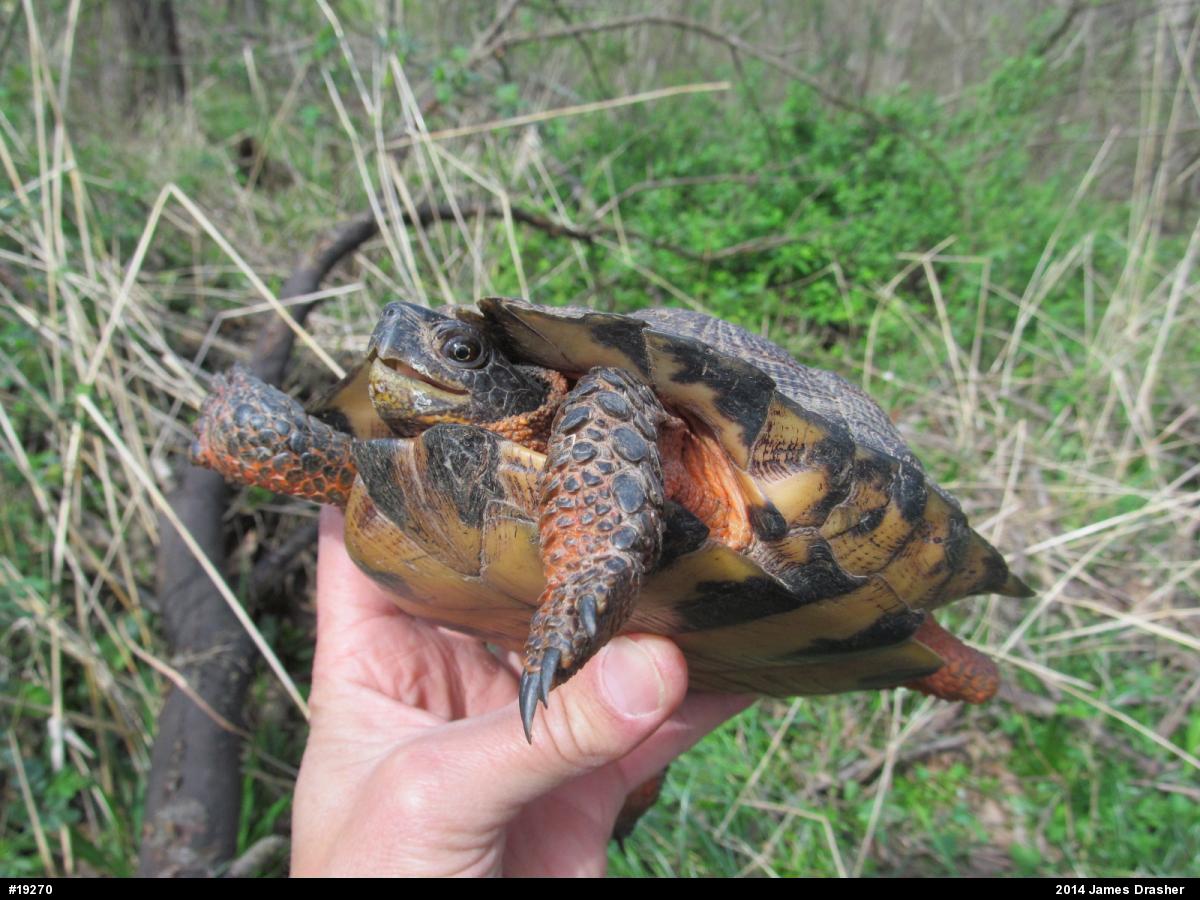 Wood Turtle