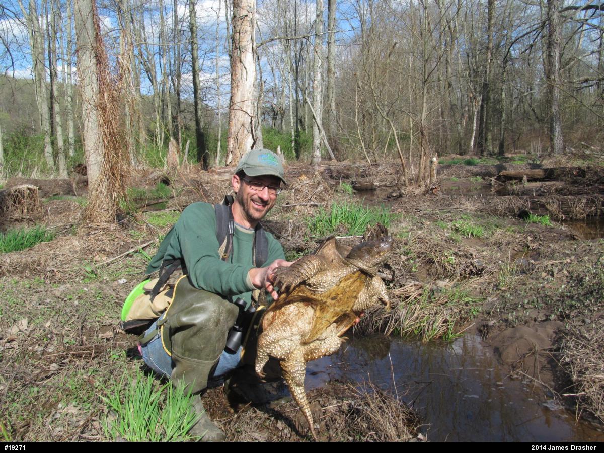 Snapping Turtle