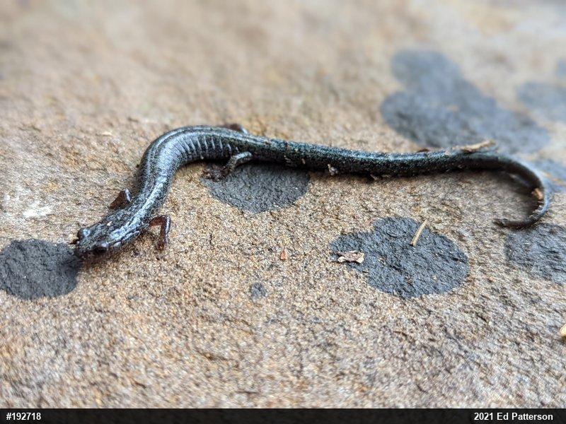 Valley And Ridge Salamander