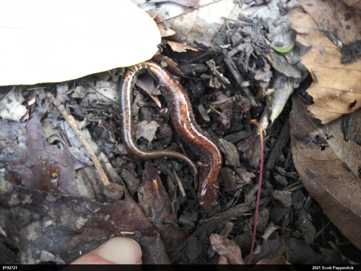 Eastern Red-backed  Salamander