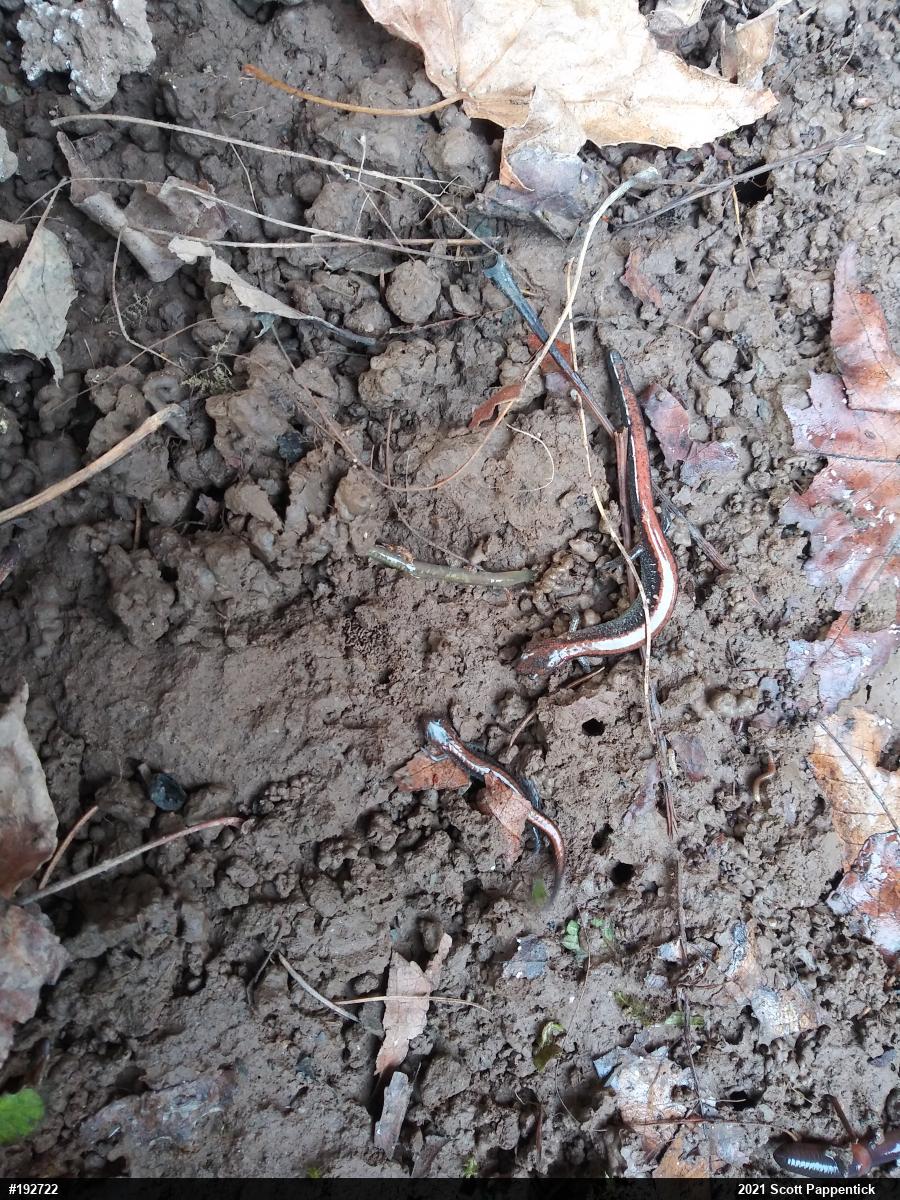 Eastern Red-backed  Salamander