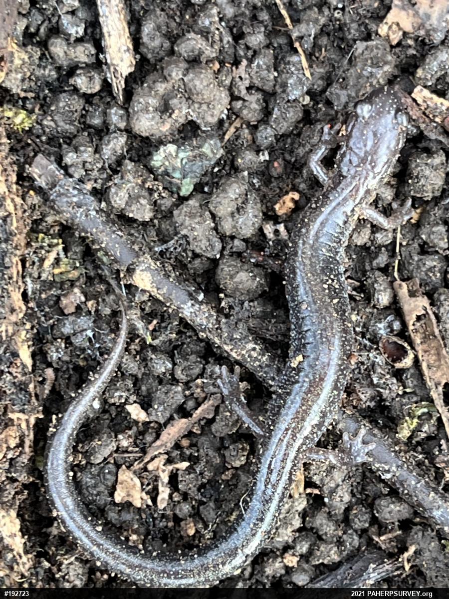 Eastern Red-backed  Salamander