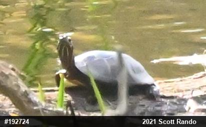 Painted Turtle