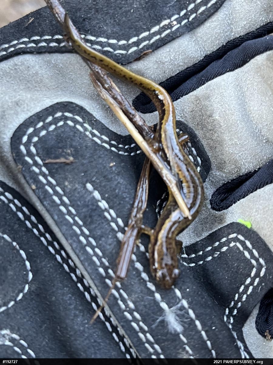 Northern Two-lined Salamander