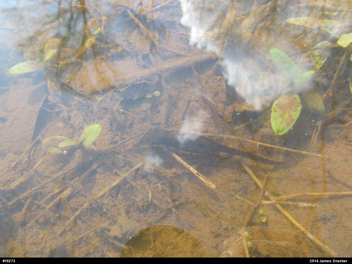 Red-spotted Newt