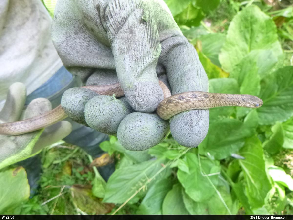 Dekay's Brownsnake