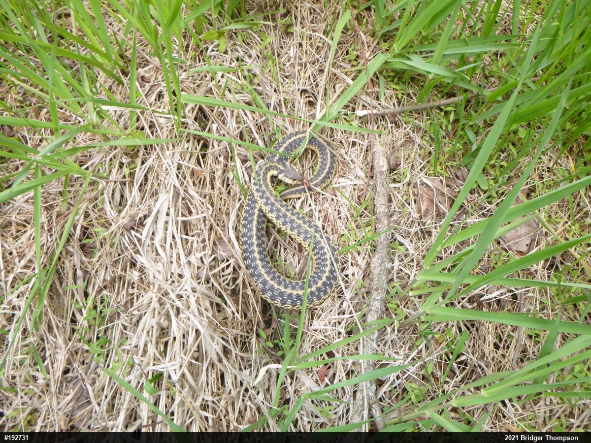 Eastern Gartersnake