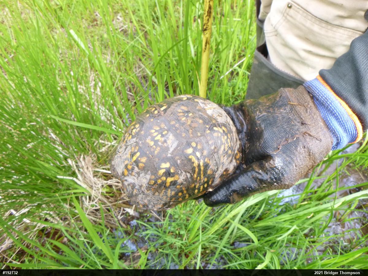 Eastern Box Turtle