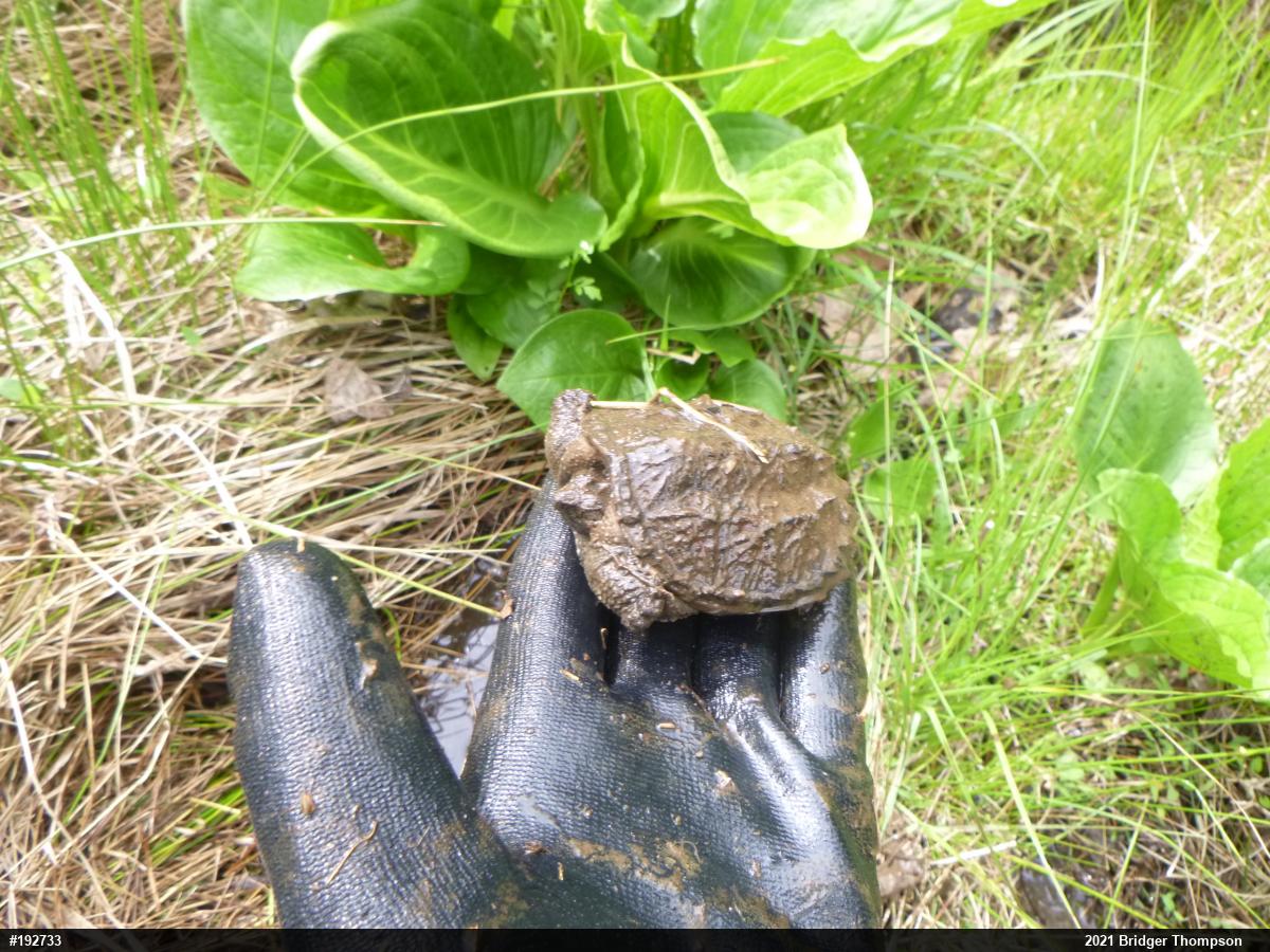 Snapping Turtle