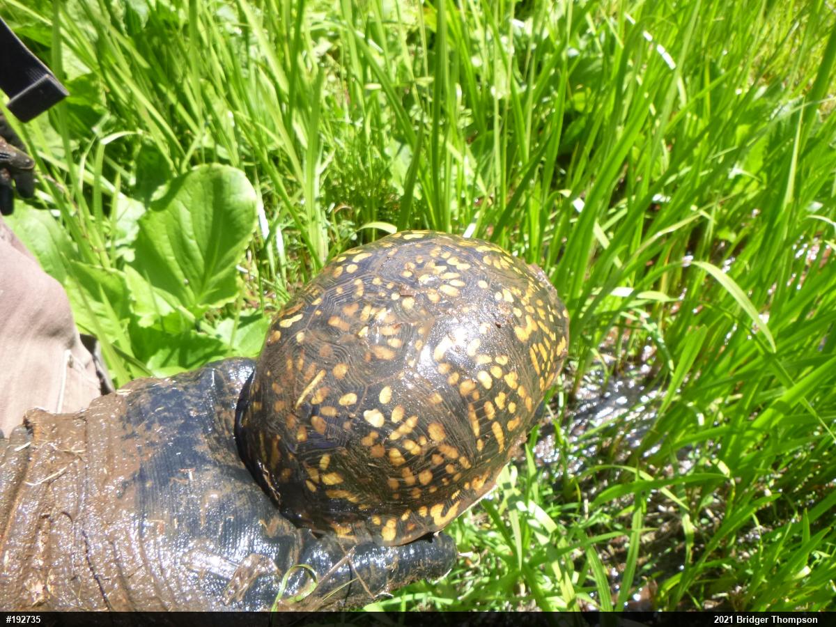 Eastern Box Turtle