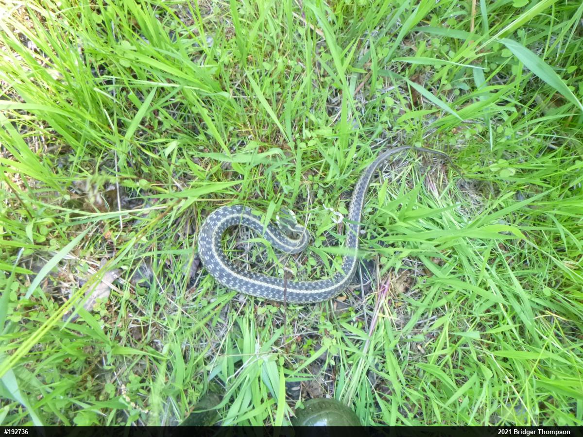 Eastern Gartersnake