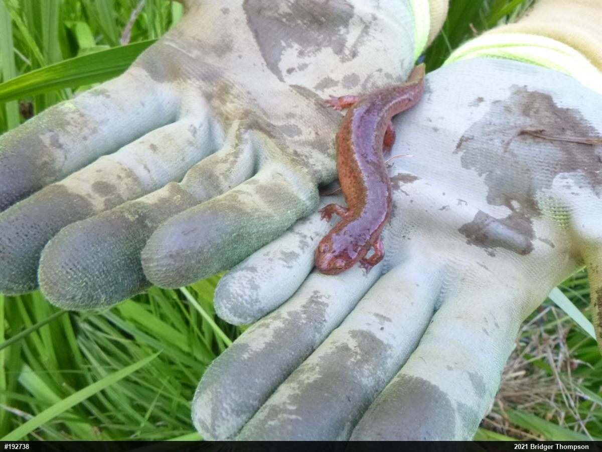 Northern Red Salamander