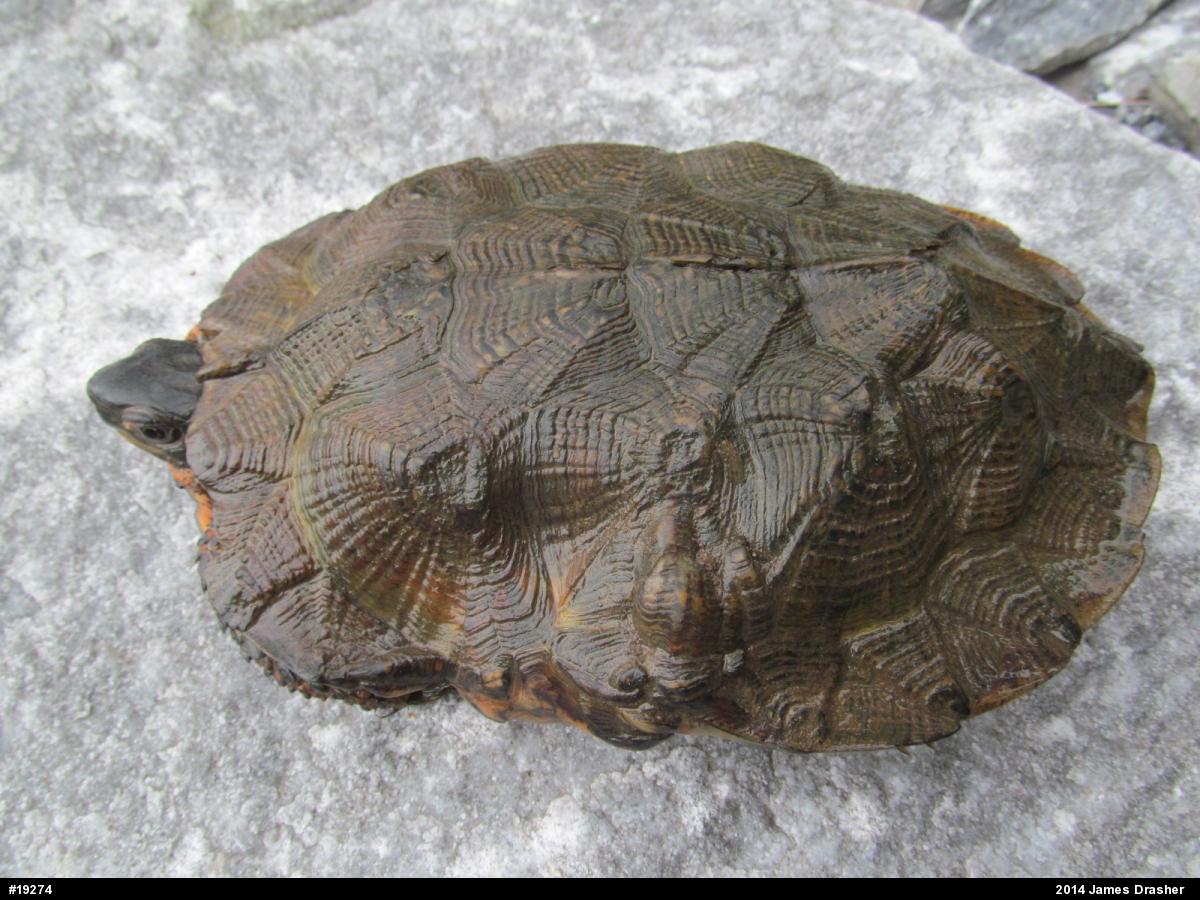 Wood Turtle