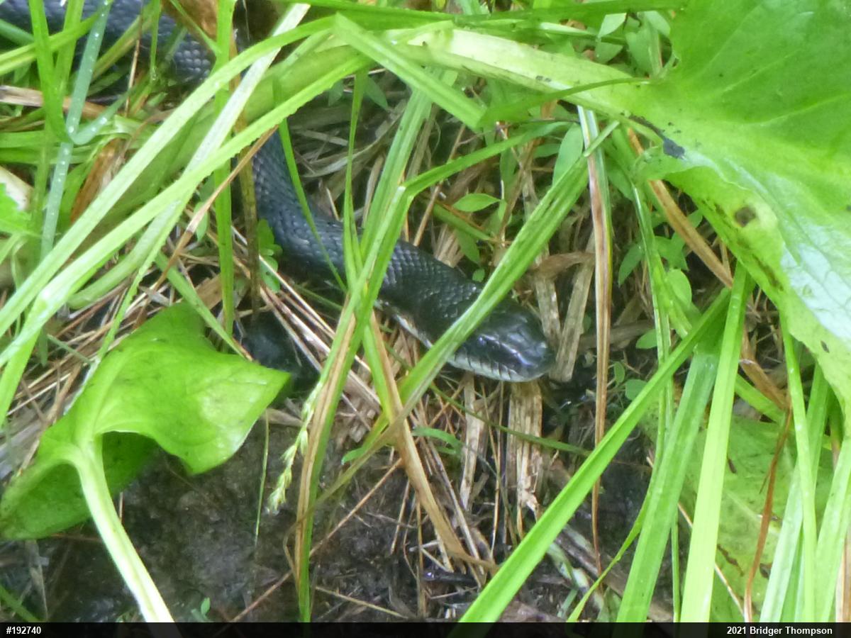 Eastern Ratsnake