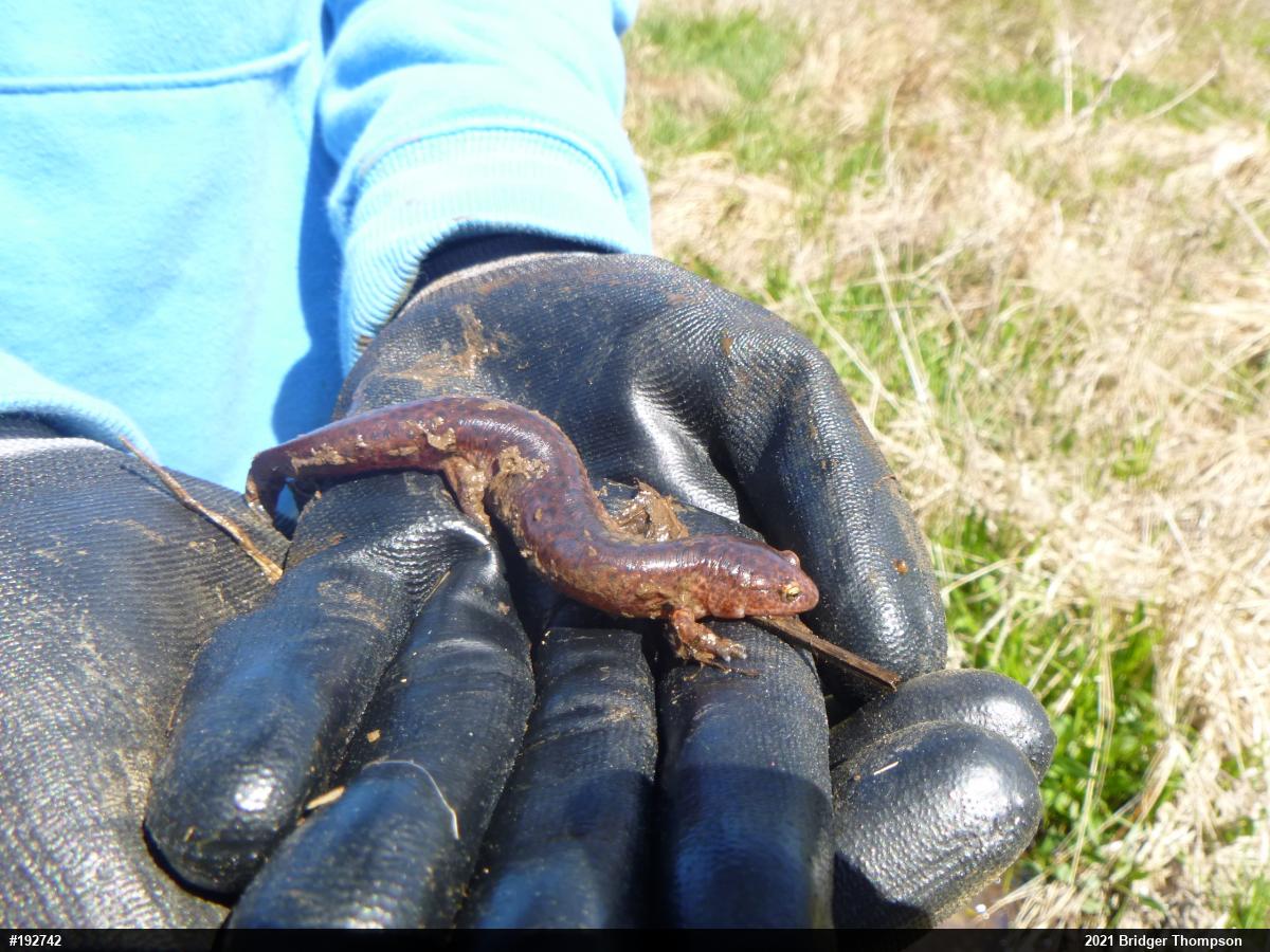 Northern Red Salamander