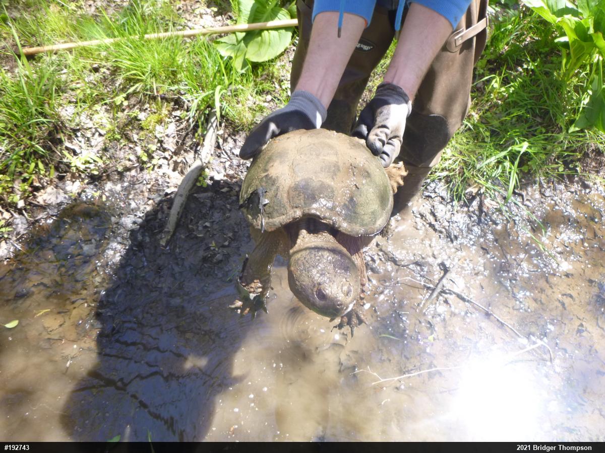 Snapping Turtle