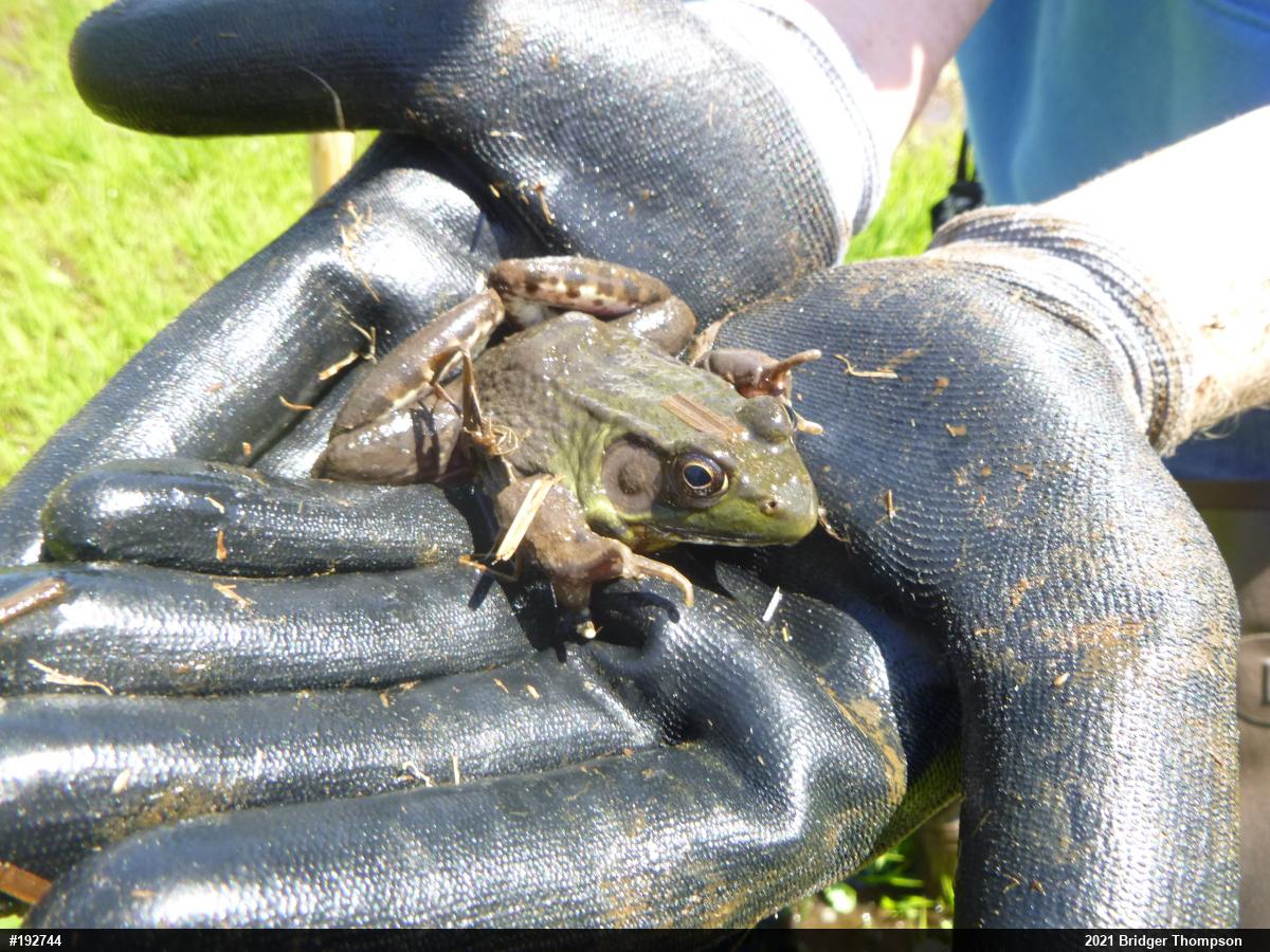 Green Frog