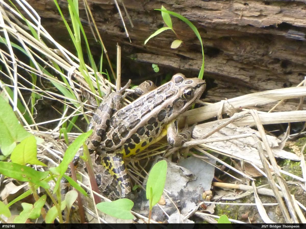 Pickerel Frog