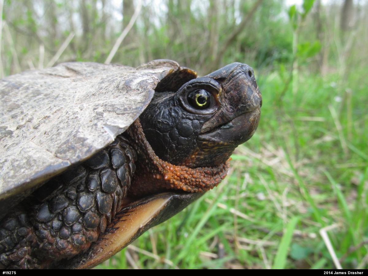 Wood Turtle