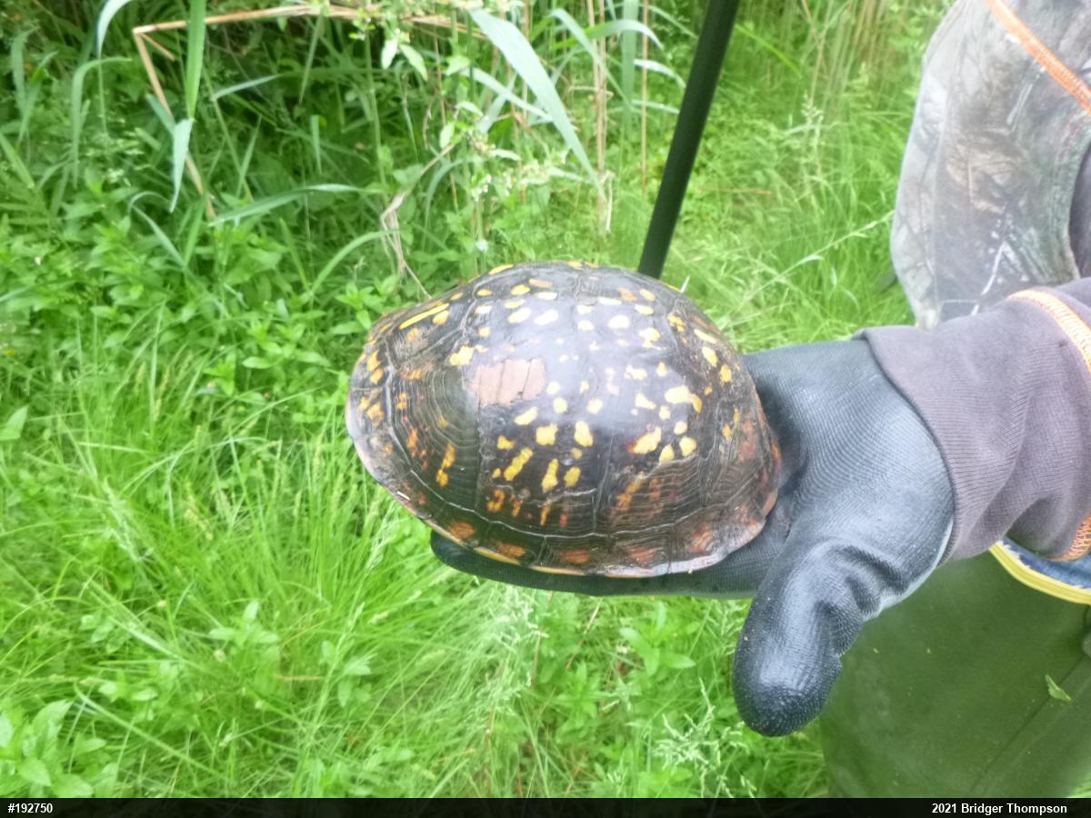 Eastern Box Turtle