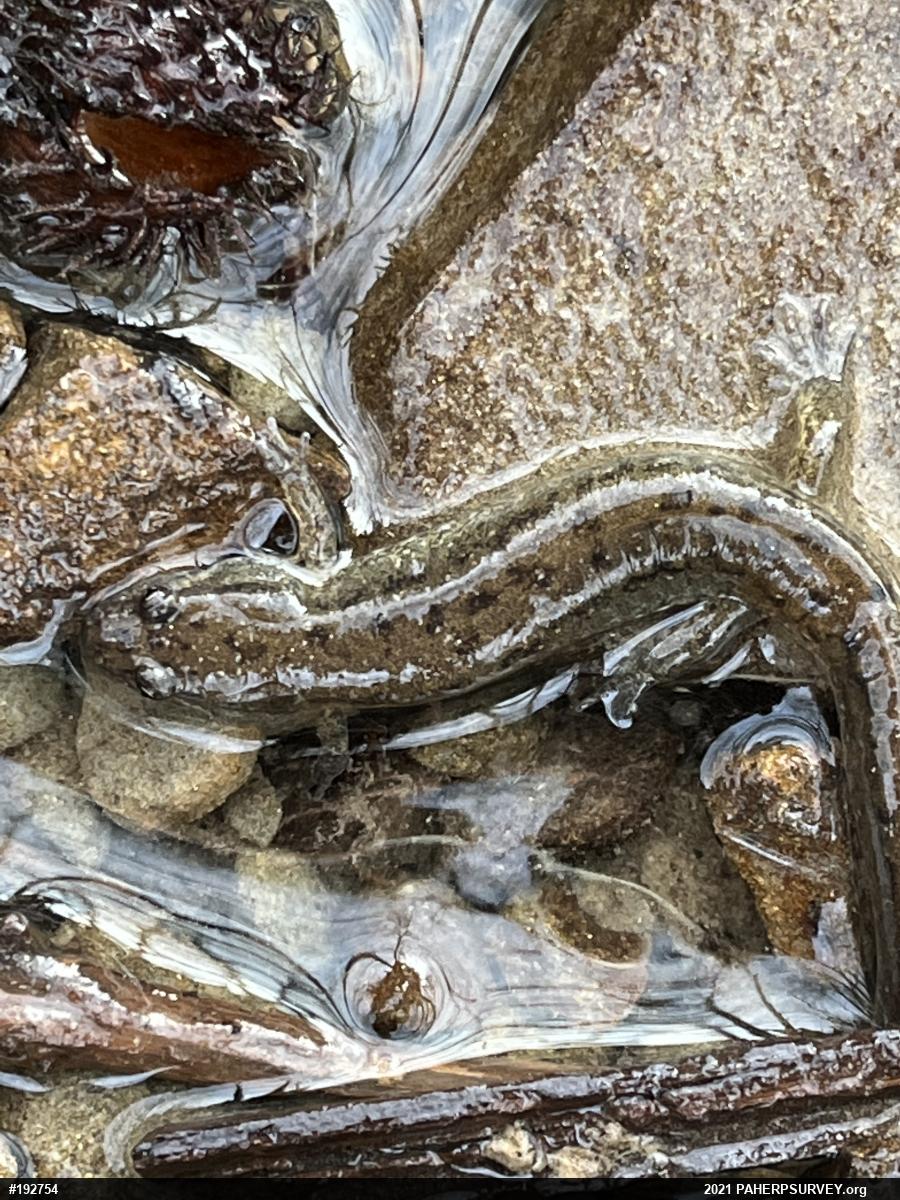 Northern Dusky Salamander