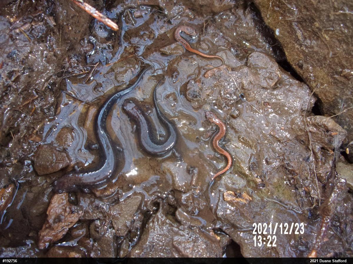 Allegheny Mountain Dusky Salamander