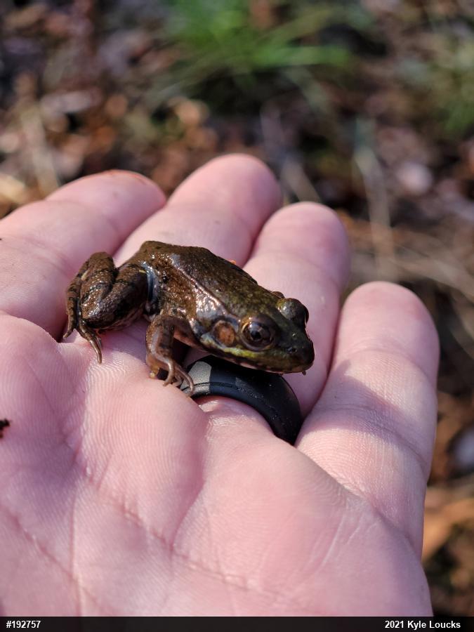 Green Frog