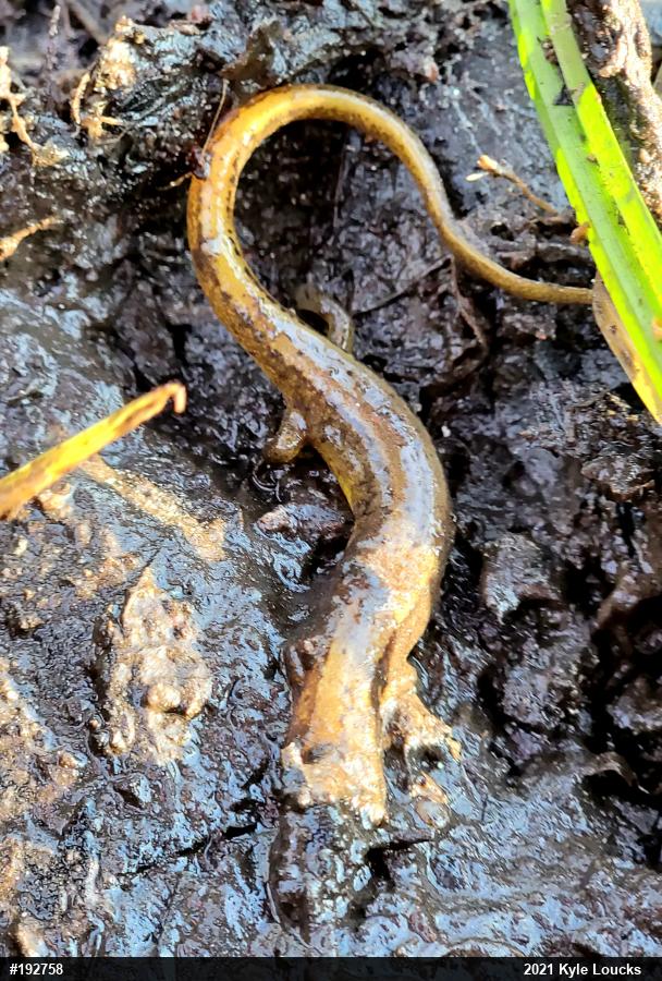 Northern Two-lined Salamander