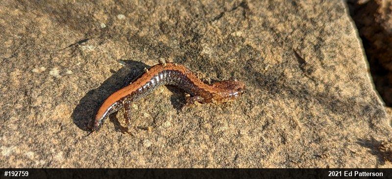 Eastern Red-backed  Salamander