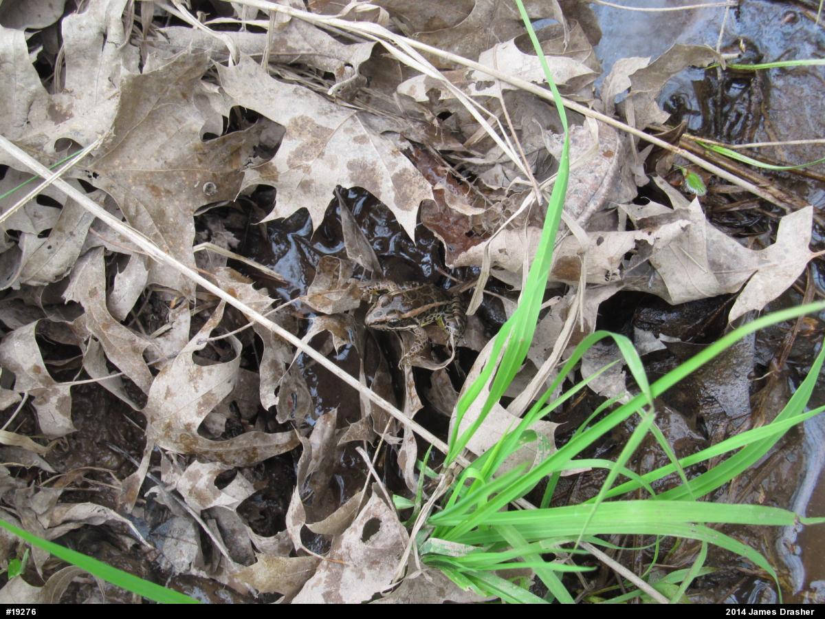Pickerel Frog